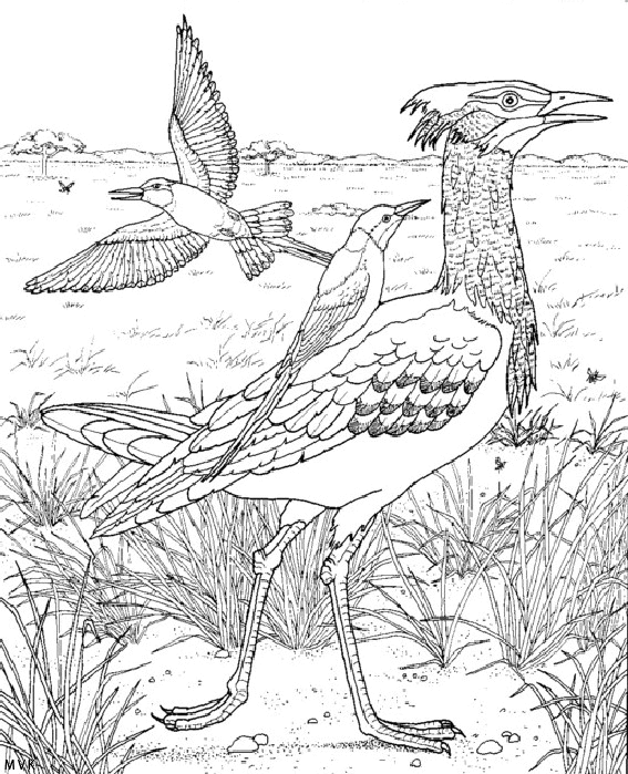 natuur in afrika023